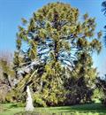 bunya pine